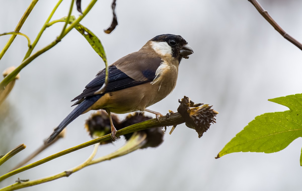 White-cheeked Bullfinch - ML566338511