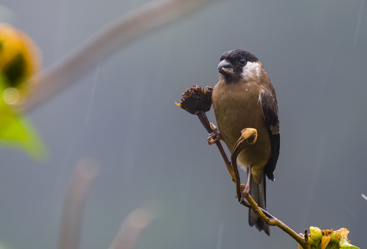 White-cheeked Bullfinch - ML566338521