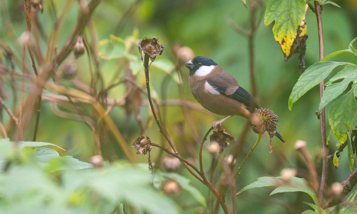 White-cheeked Bullfinch - Forest Botial-Jarvis