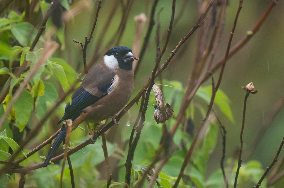 White-cheeked Bullfinch - ML566338541