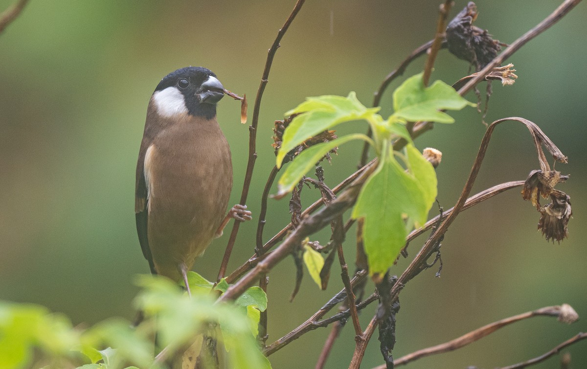 White-cheeked Bullfinch - ML566338551