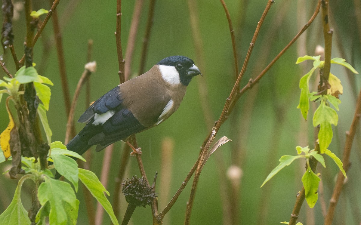 White-cheeked Bullfinch - ML566338561