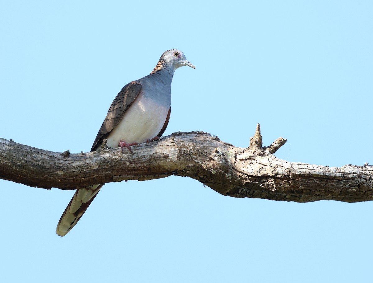 Bar-shouldered Dove - ML566338591