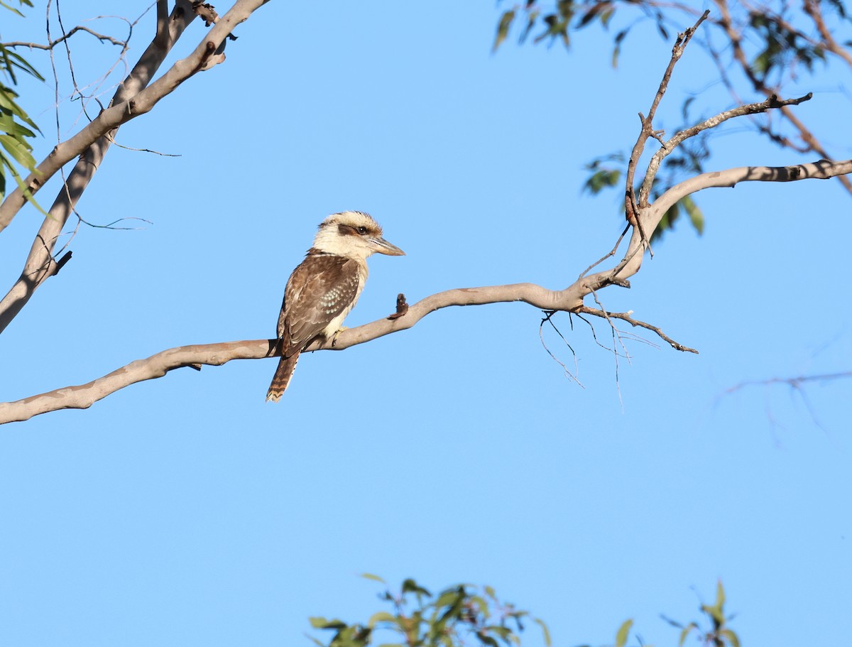 Laughing Kookaburra - ML566338681