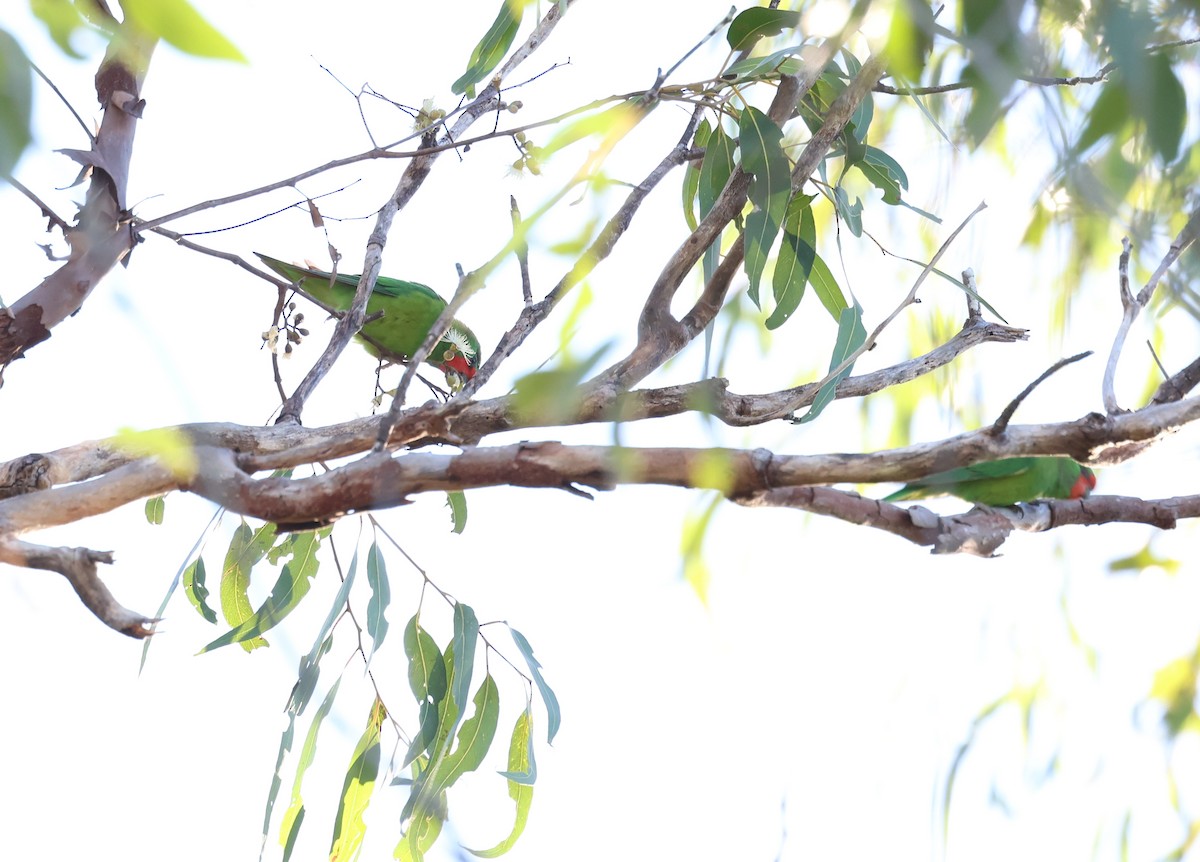 Little Lorikeet - Andy Gee