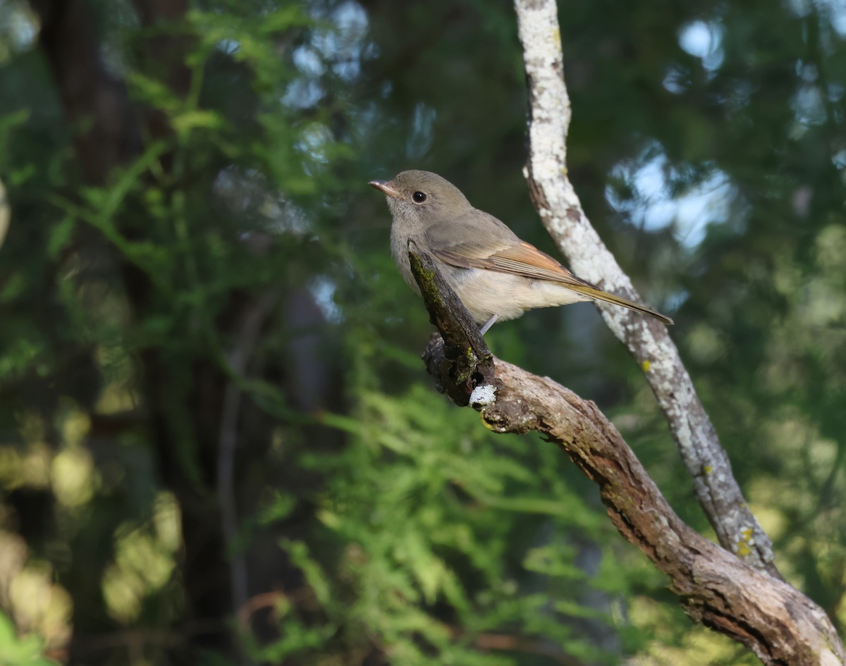 Golden Whistler - ML566338851