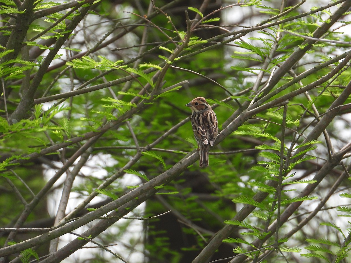 Little Bunting - ML566339051