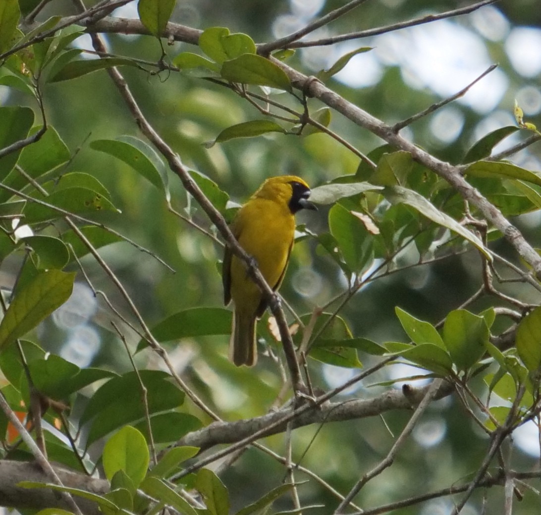 Yellow-green Grosbeak - ML566340391