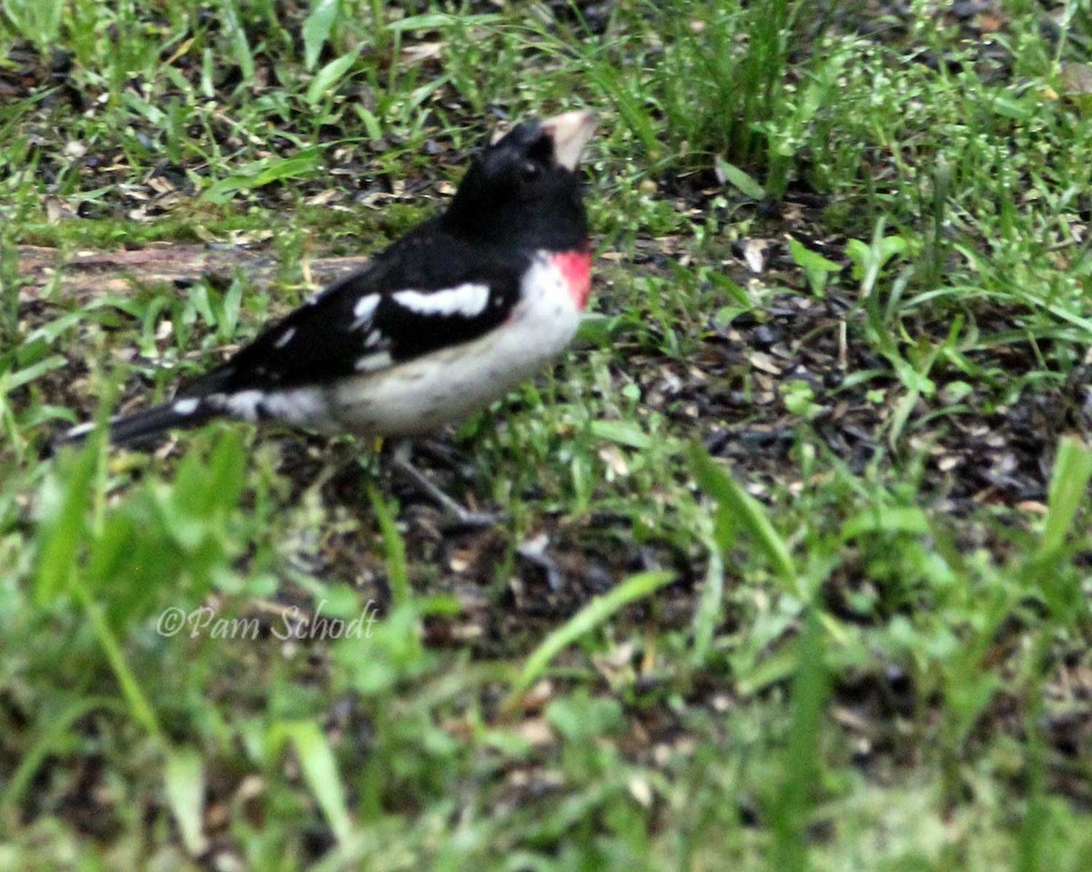 Rose-breasted Grosbeak - ML566340411