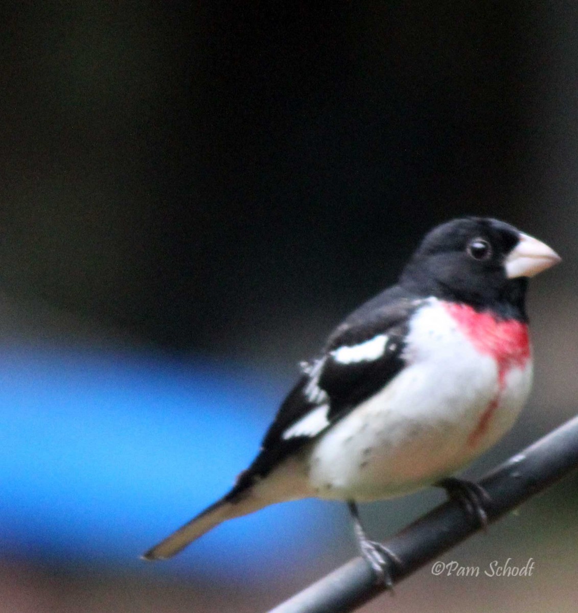 Rose-breasted Grosbeak - ML566340421