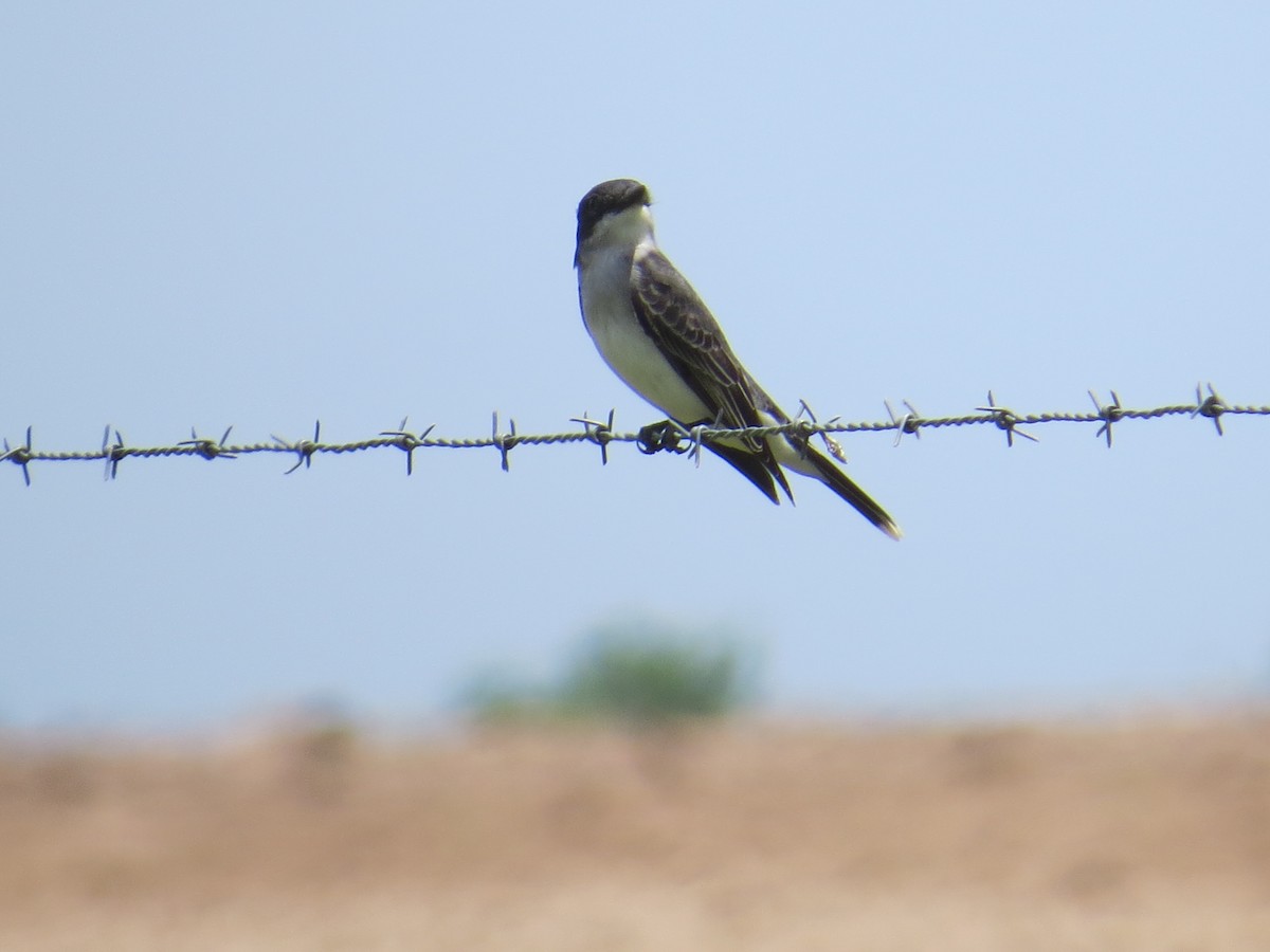 Eastern Kingbird - David & Jill Kaminski