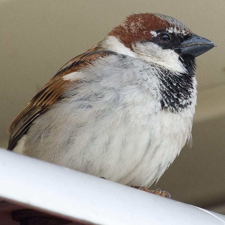 イエスズメ - ML566341271