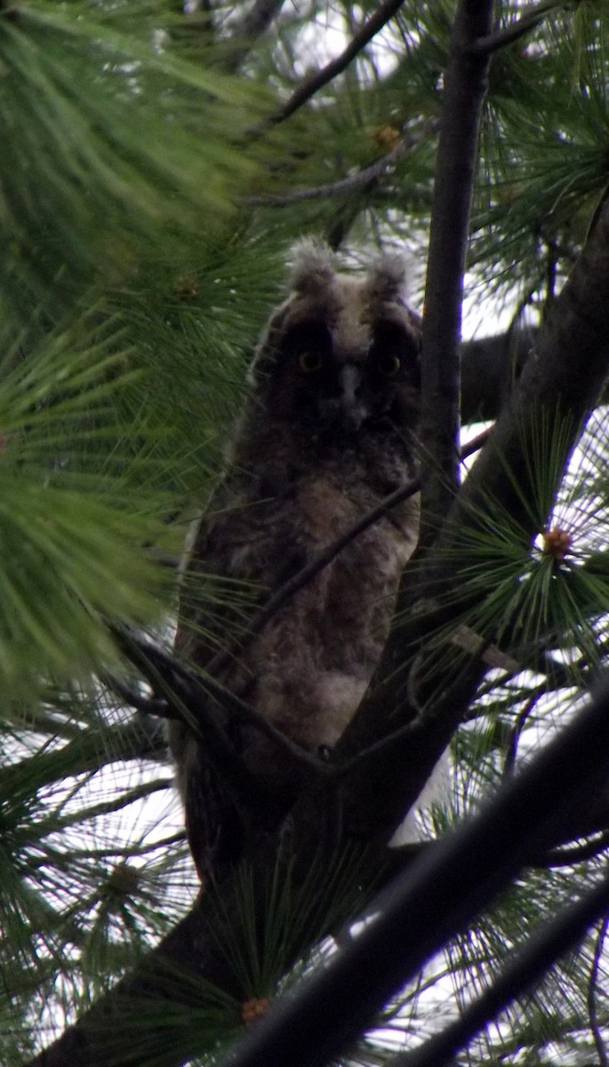 Long-eared Owl - ML56634481