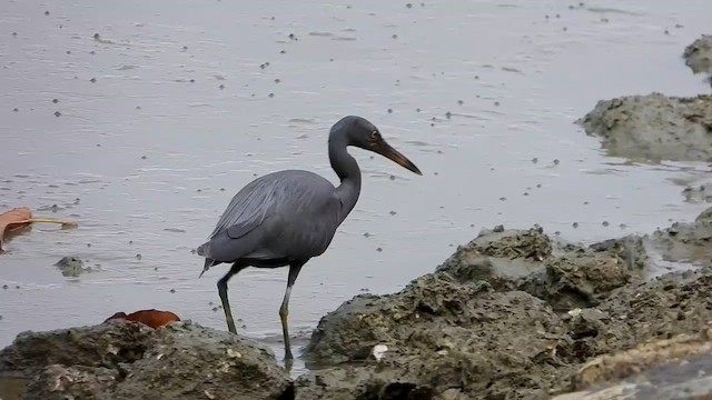 Pacific Reef-Heron - ML566345421