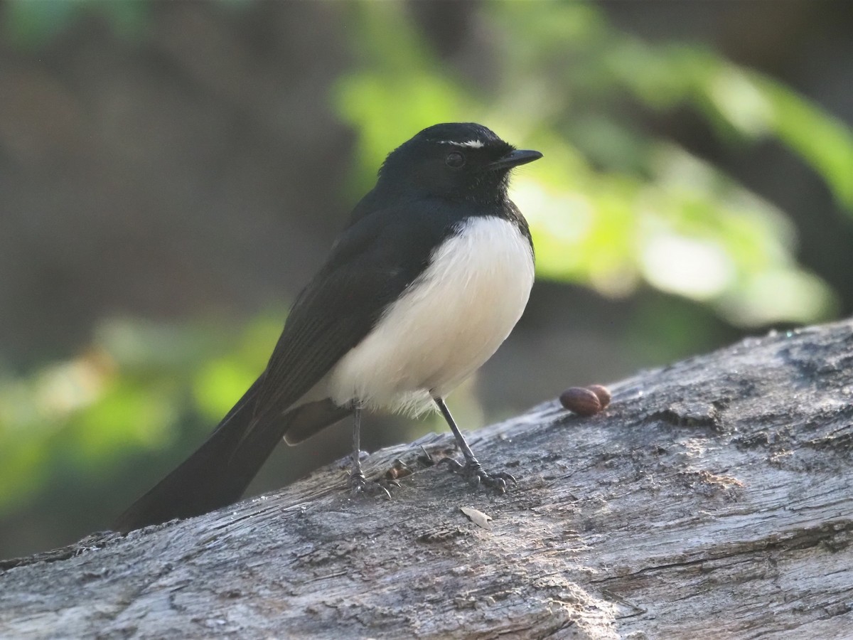 Willie-wagtail - hannah deau