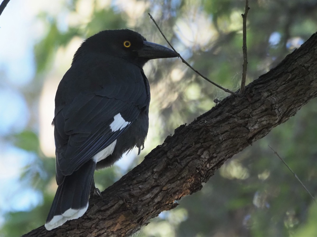 Pied Currawong - ML566345991