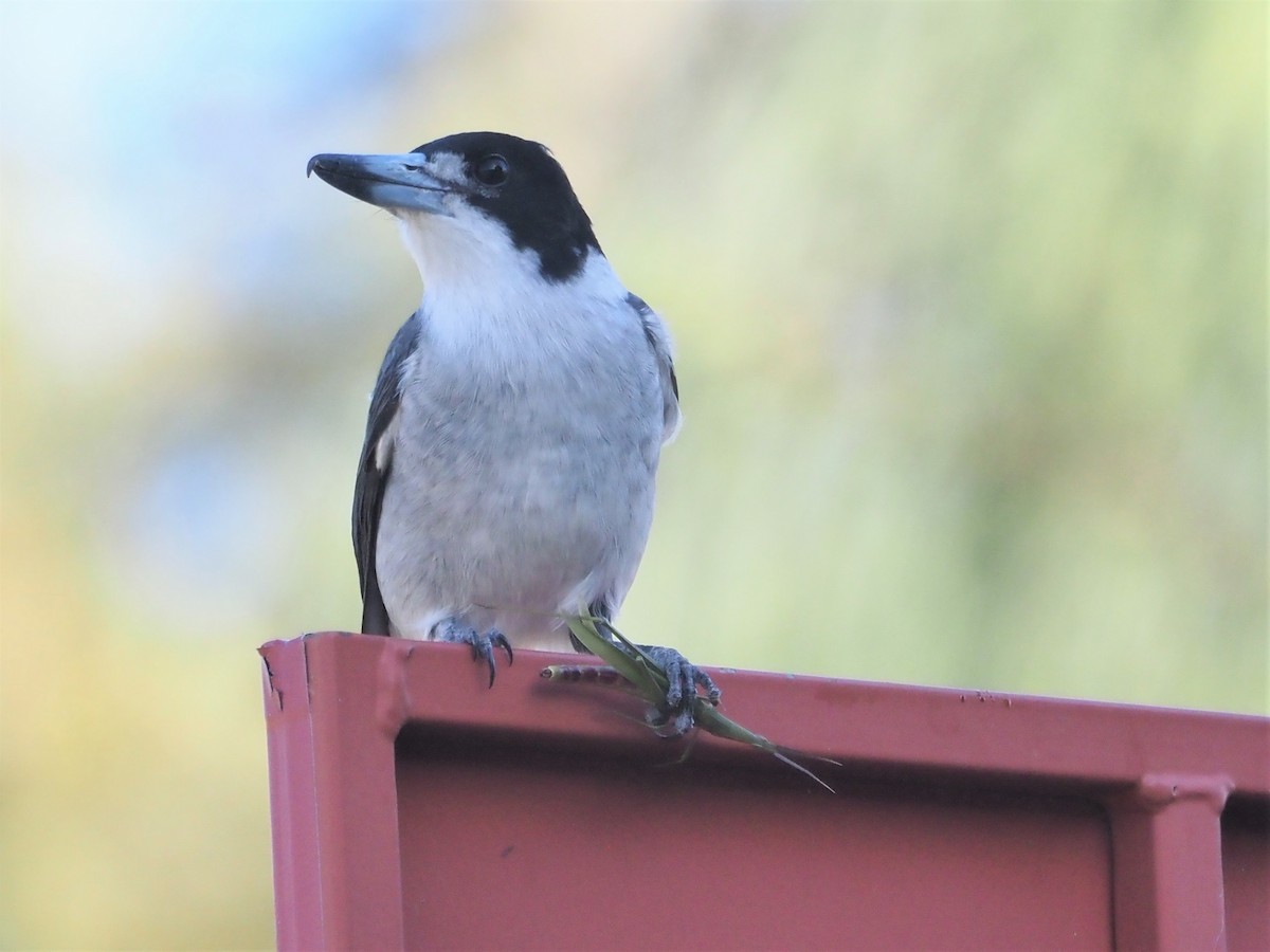 Gray Butcherbird - ML566346061