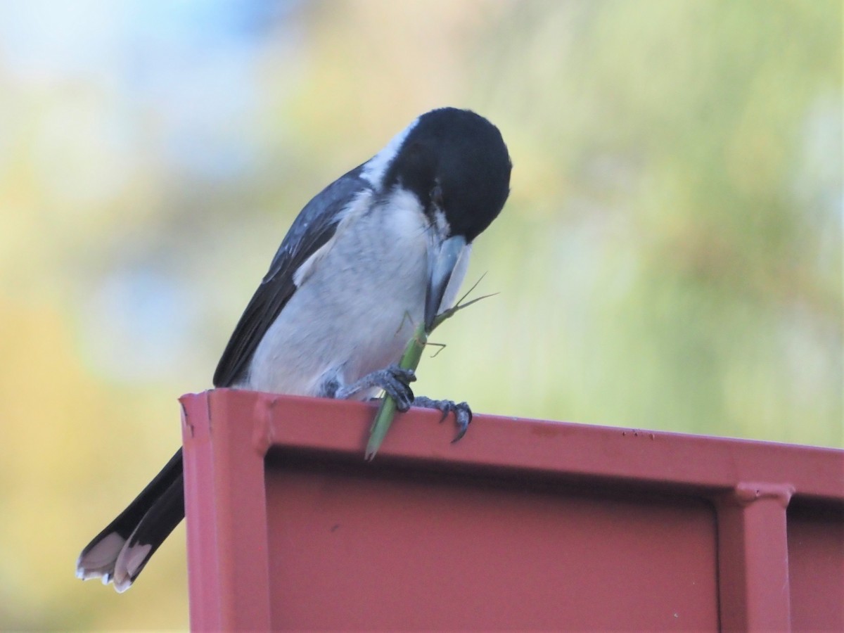 Gray Butcherbird - ML566346071