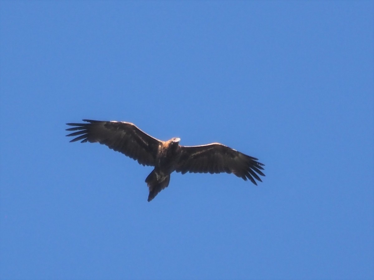 Wedge-tailed Eagle - ML566346231