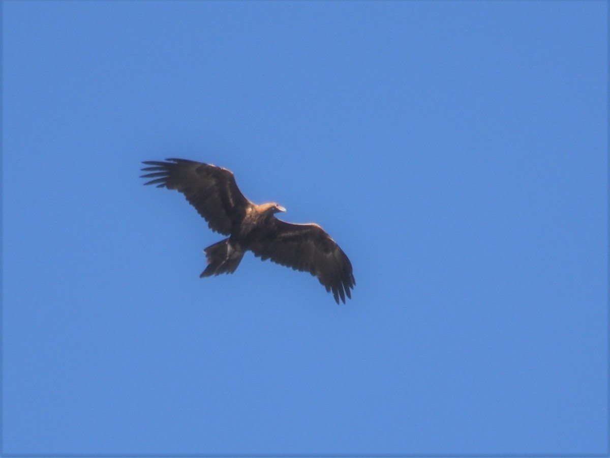 Wedge-tailed Eagle - ML566346241