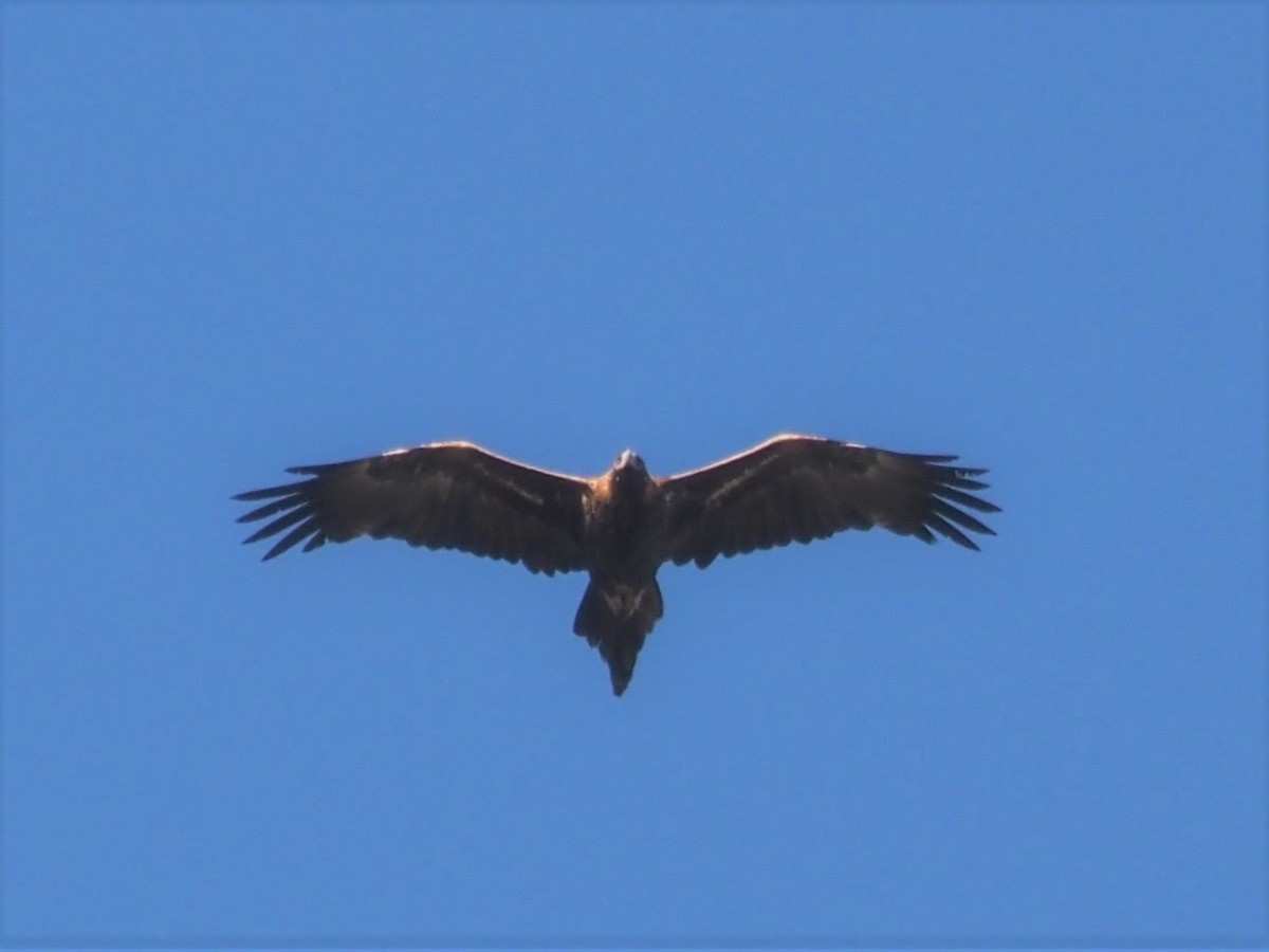 Águila Audaz - ML566346251