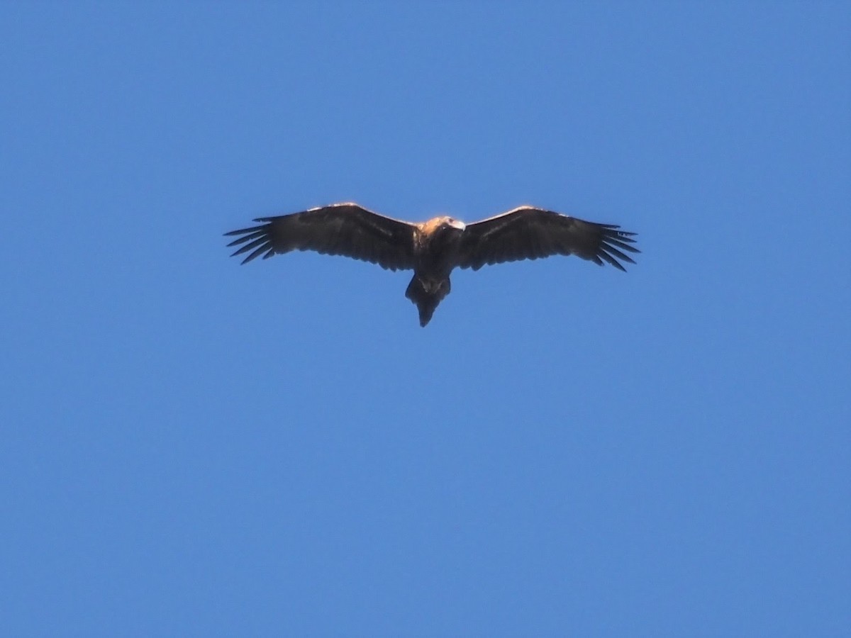 Wedge-tailed Eagle - ML566346261