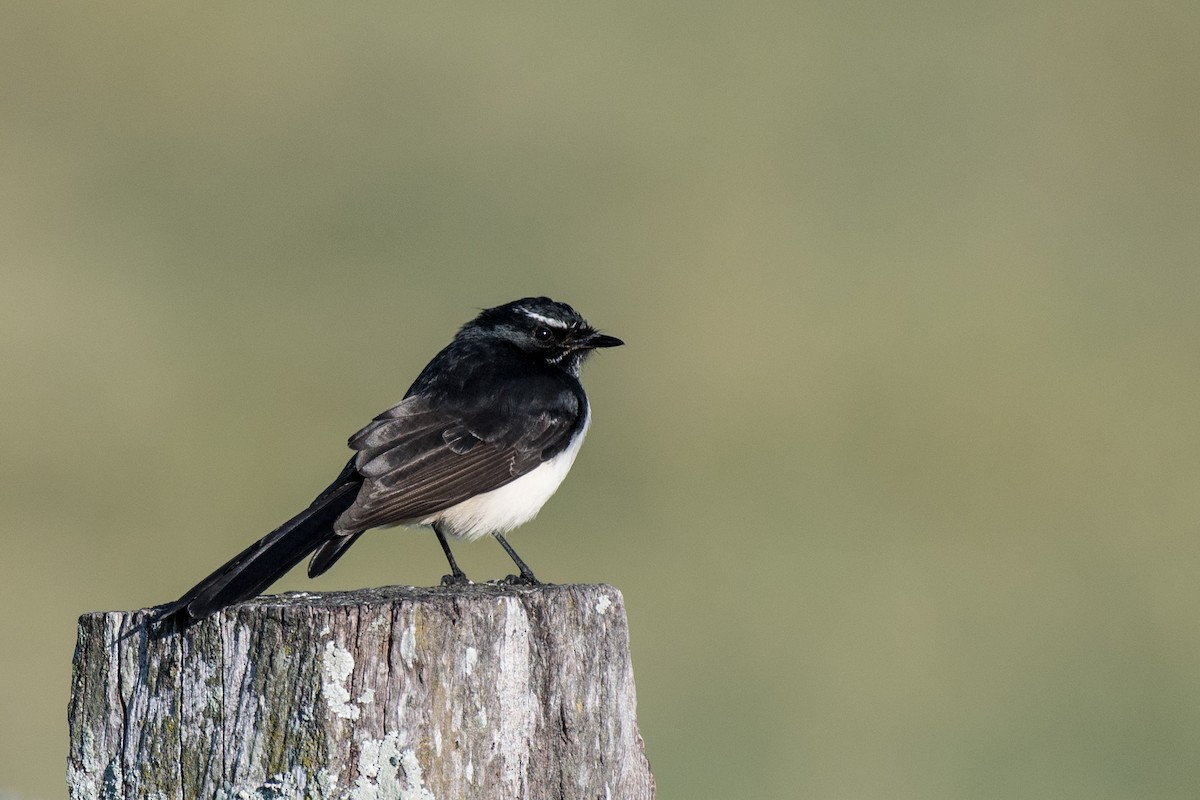 Willie-wagtail - Terence Alexander