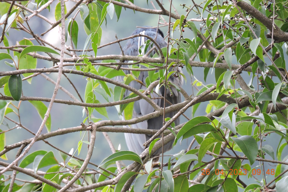 Black-crowned Night Heron - ML566346961