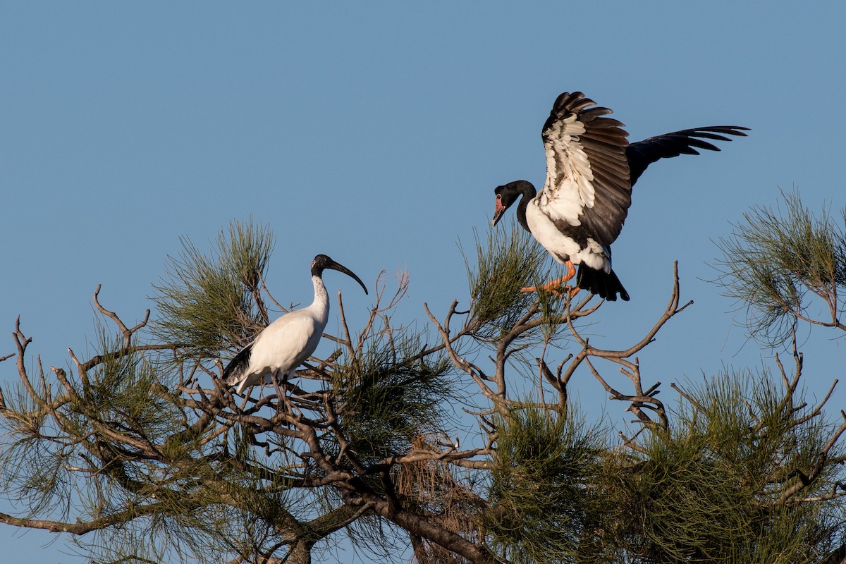 Magpie Goose - Terence Alexander