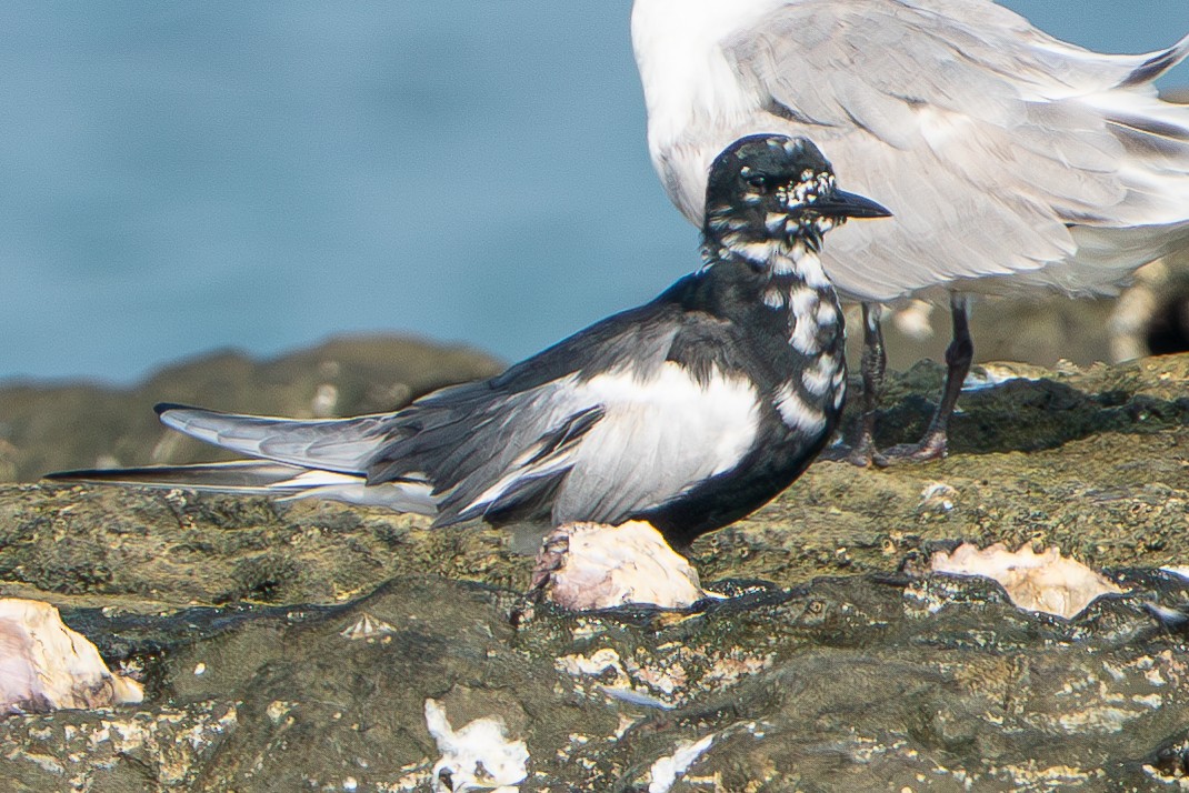 White-winged Tern - ML566347451