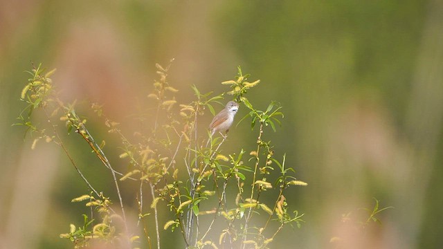 Greater Whitethroat - ML566348141