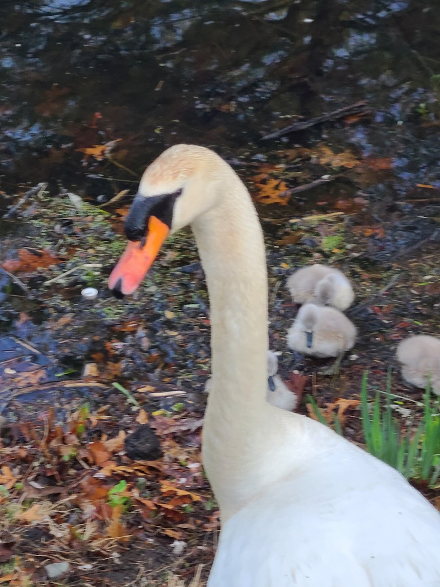 Mute Swan - ML566348721