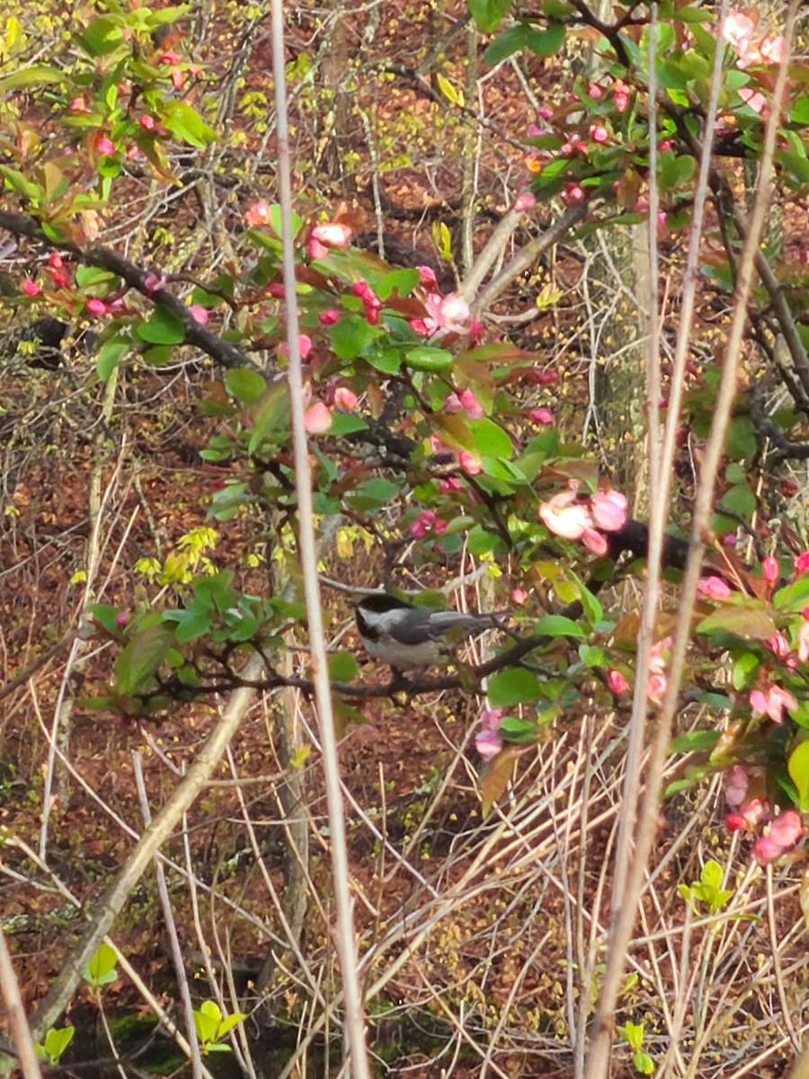 Mésange à tête noire - ML566348801