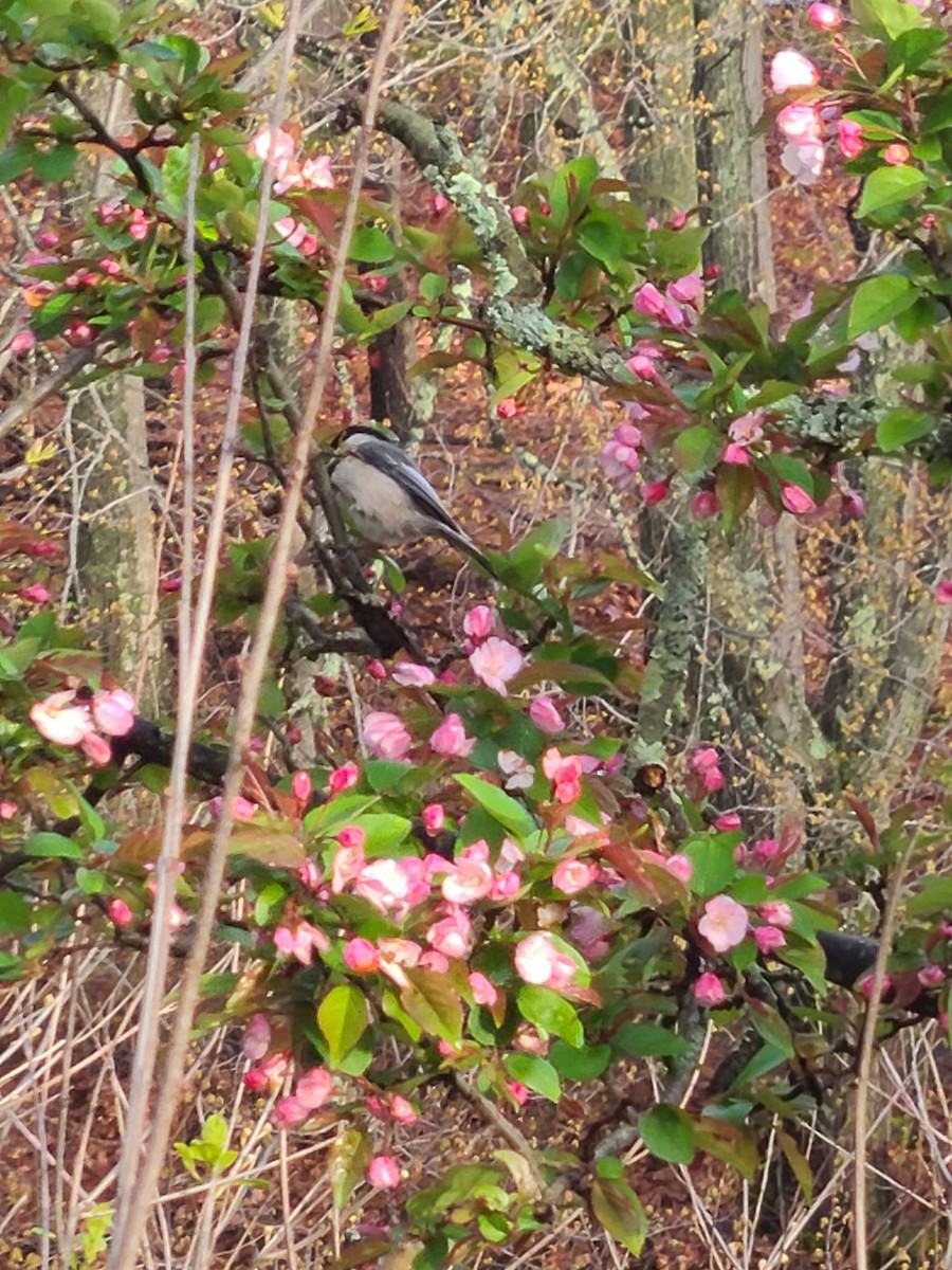 Mésange à tête noire - ML566348901