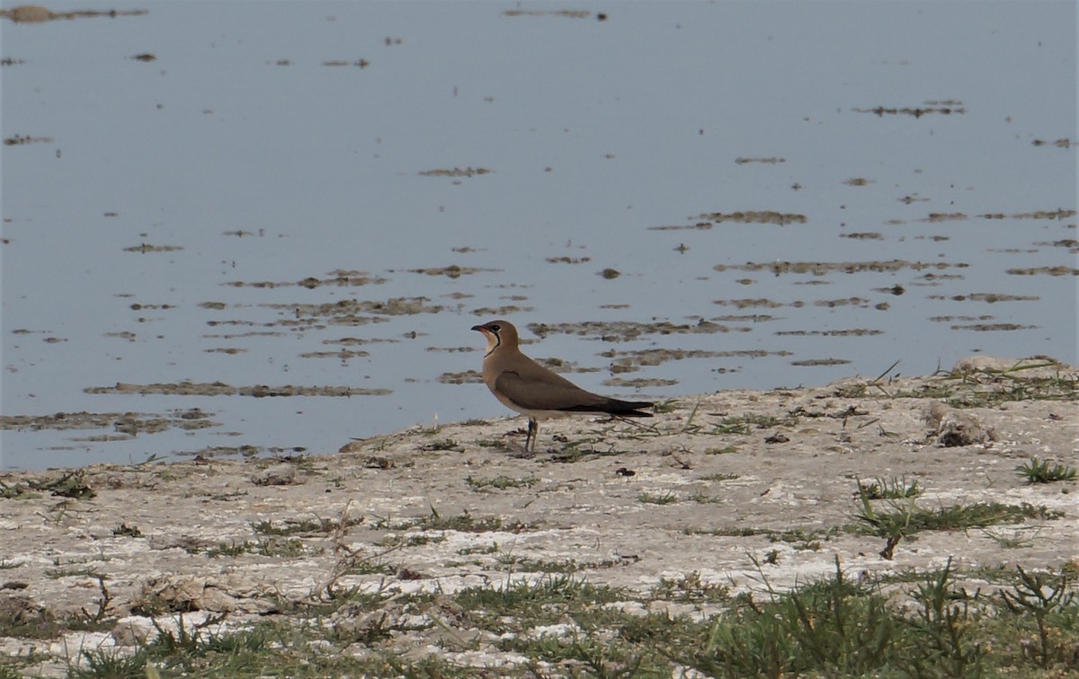 Collared Pratincole - ML566349031