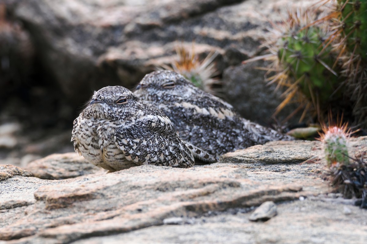 Pygmy Nightjar - ML566350011