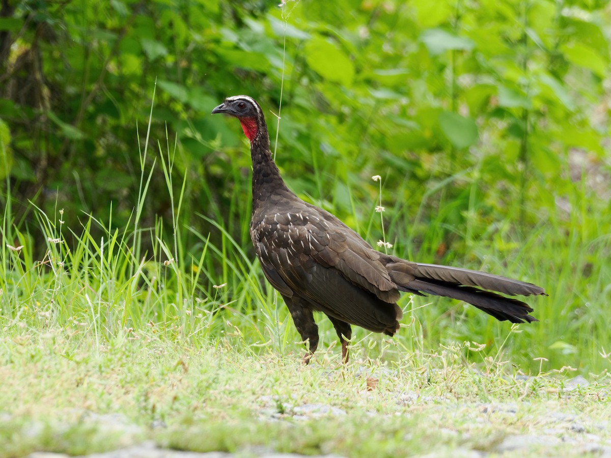 White-browed Guan - ML566350151