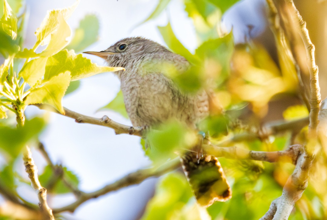 Northern House Wren - ML566351271