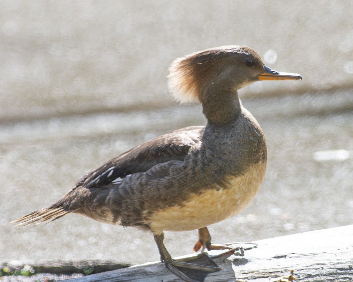 Hooded Merganser - Gary Hofing