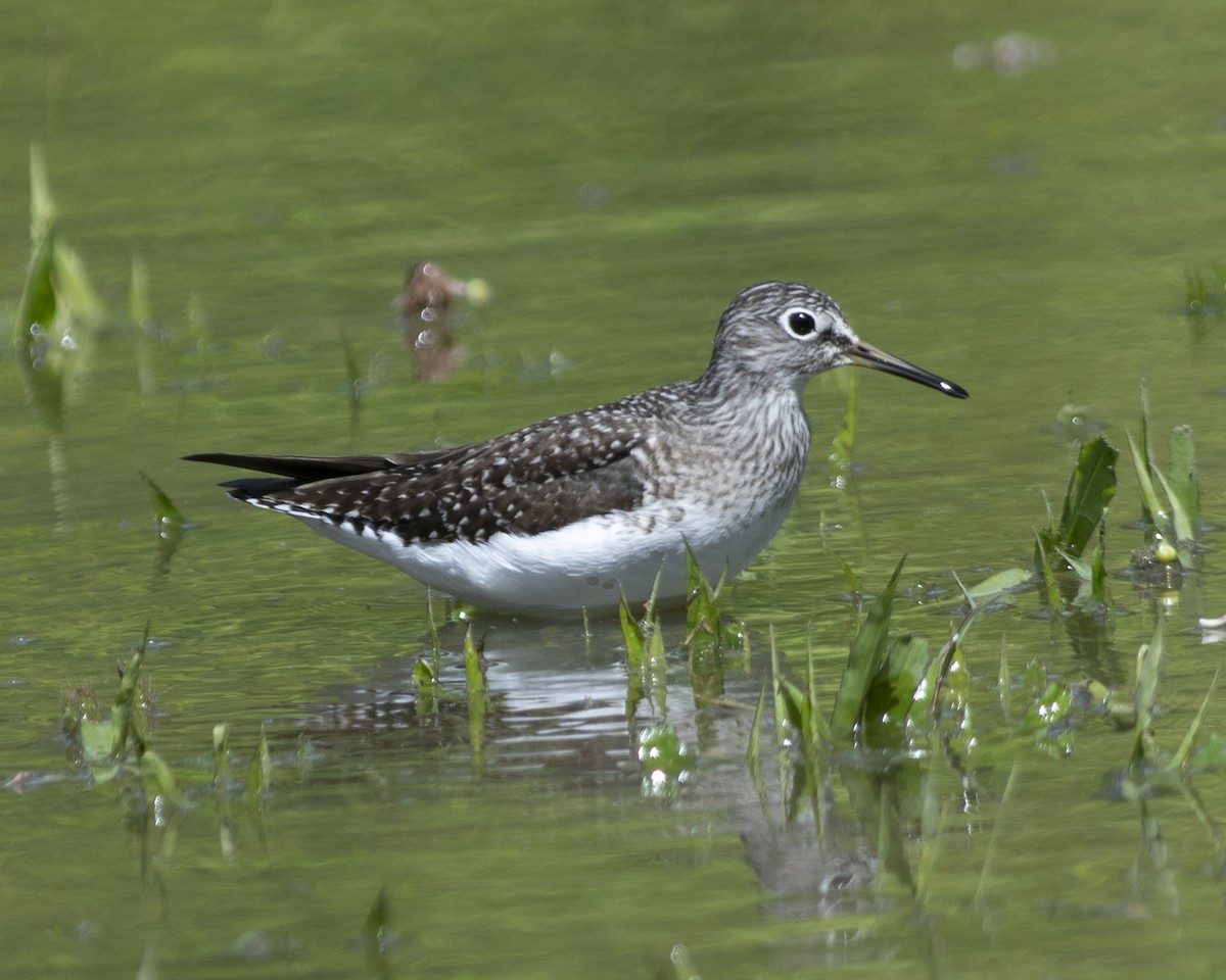 Solitary Sandpiper - ML566352571