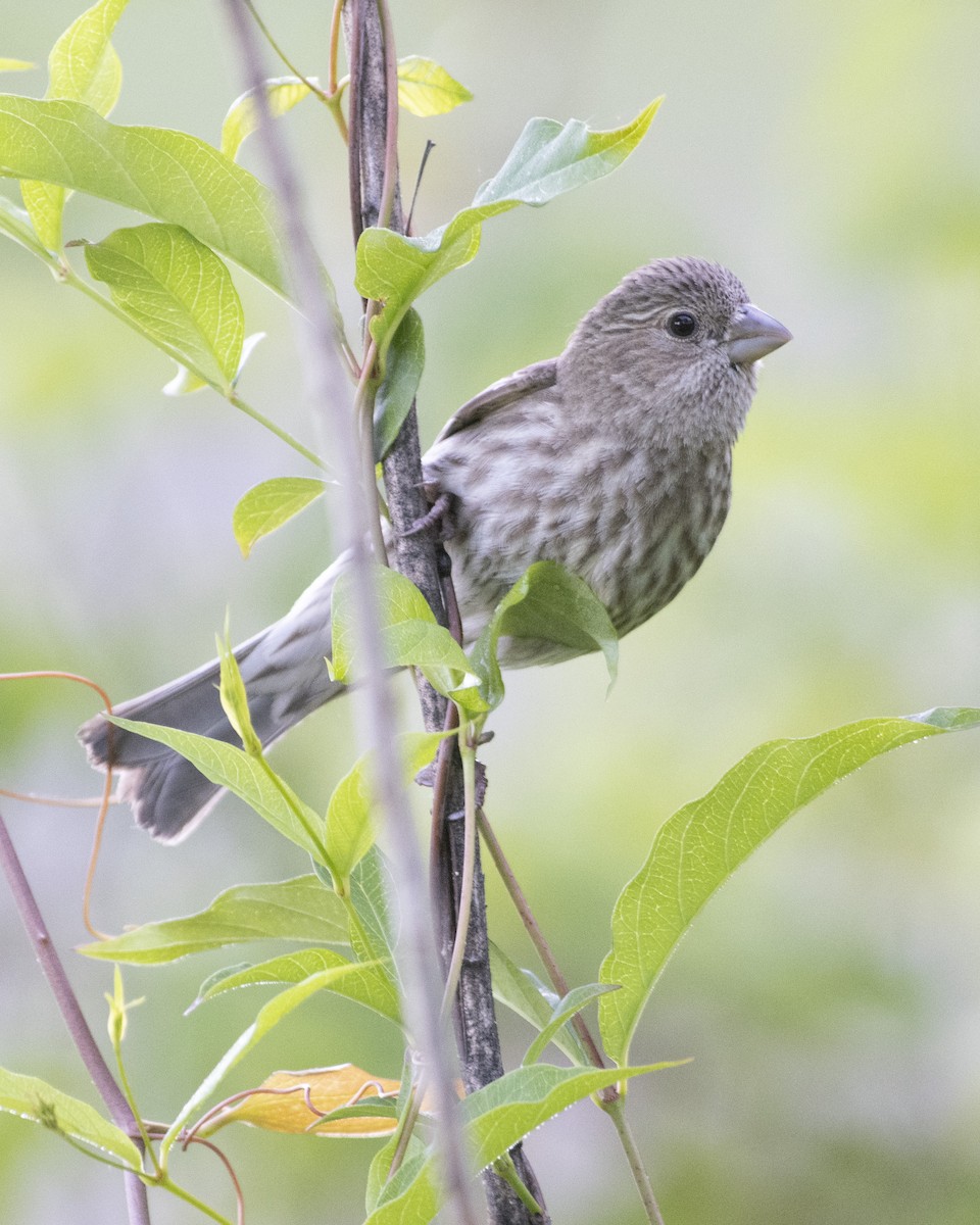 House Finch - ML566353091