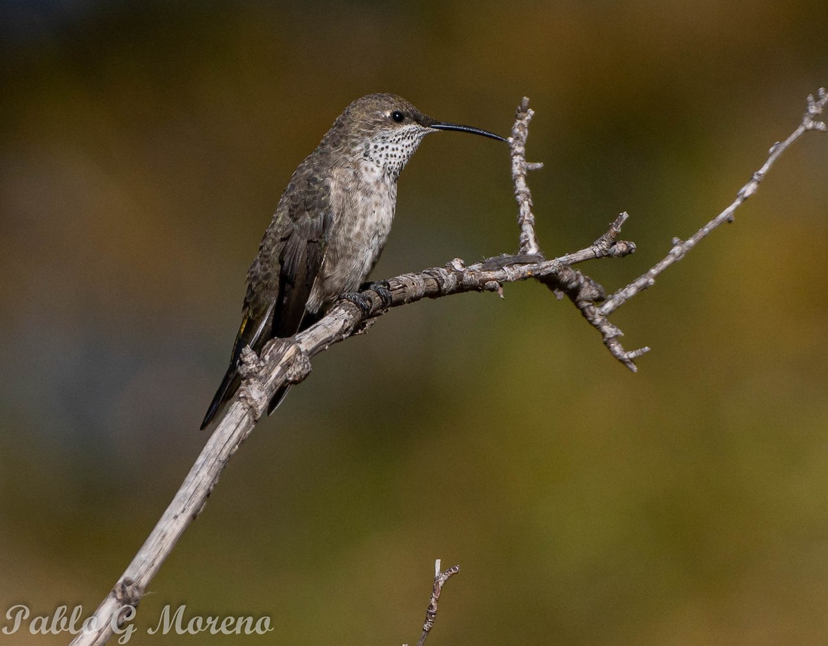 White-sided Hillstar - Pablo Moreno