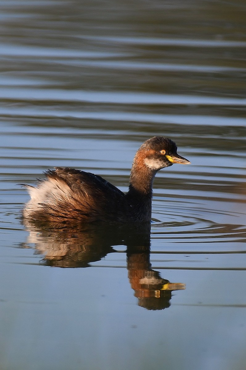 Australasian Grebe - Terence Alexander