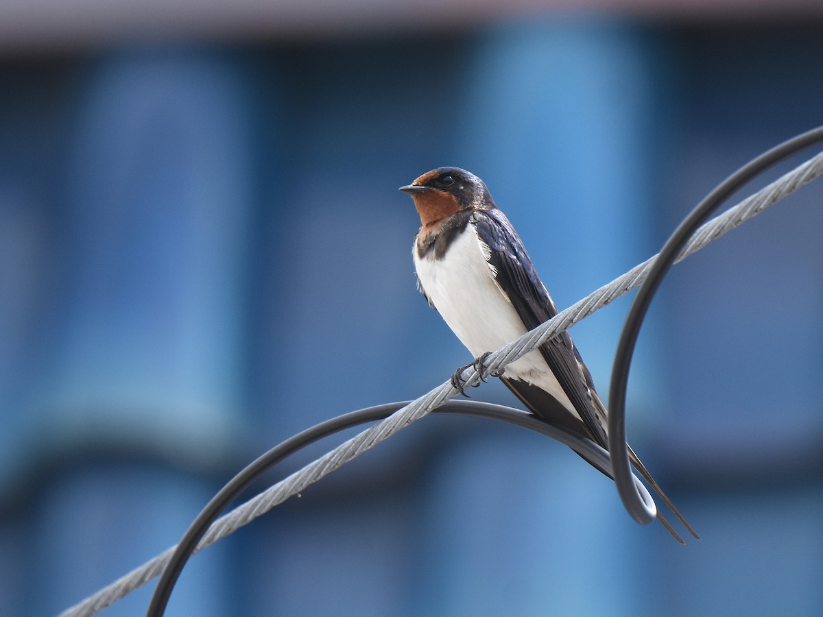 Barn Swallow - ML566354441