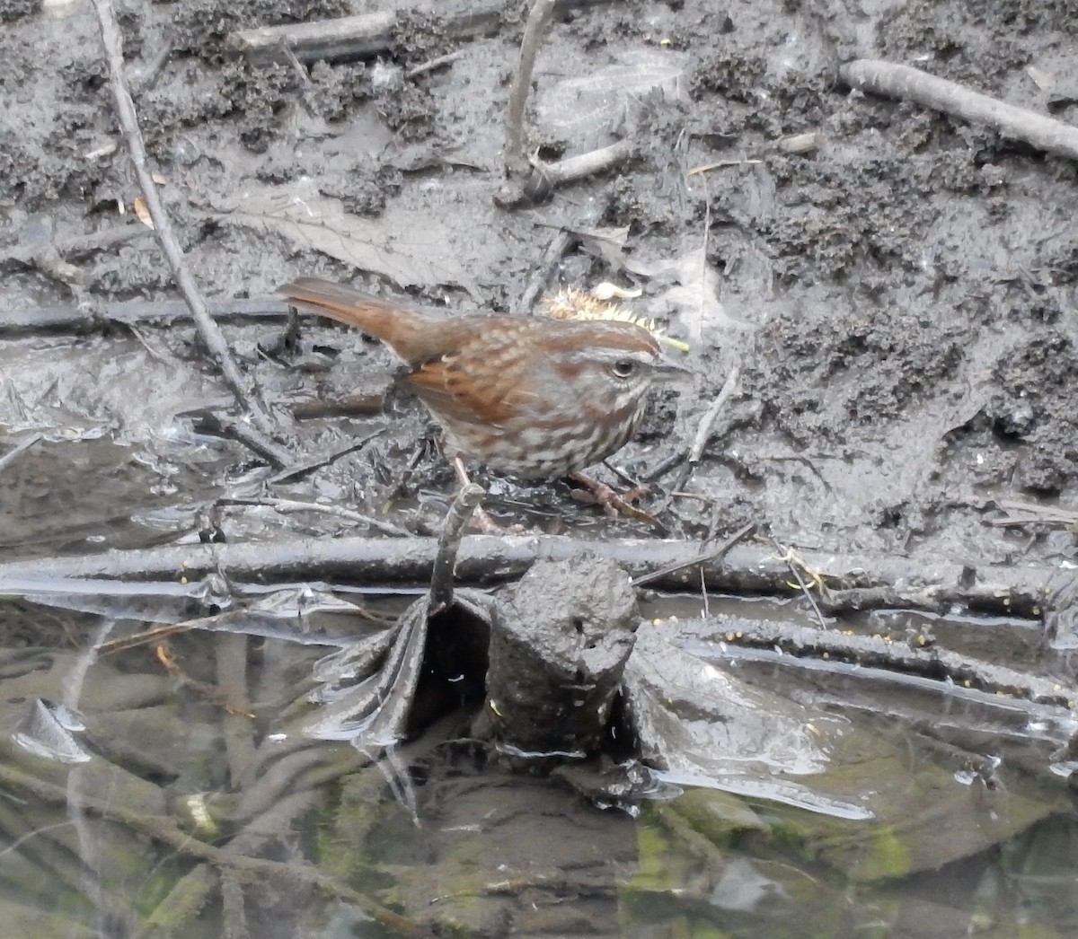 Song Sparrow - ML56635451