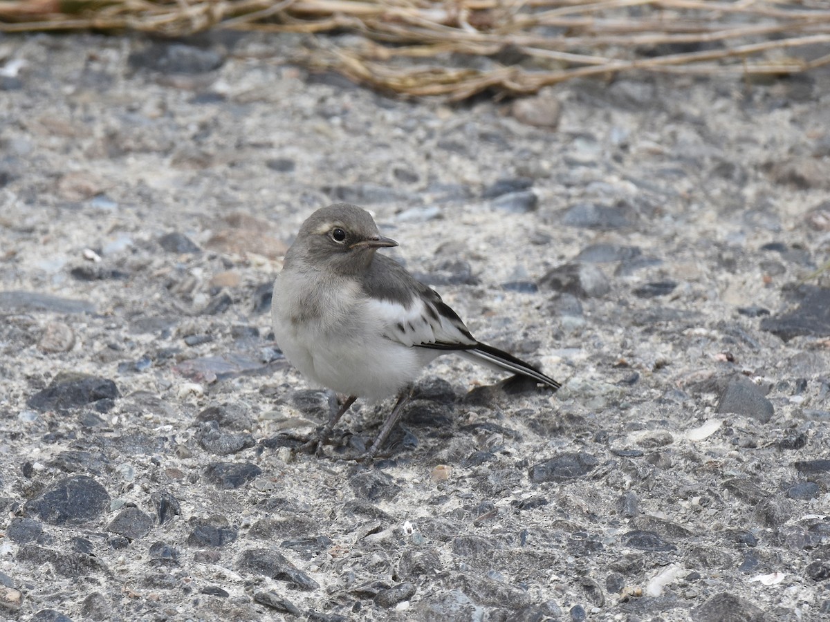 Japanese Wagtail - Yojiro Nagai