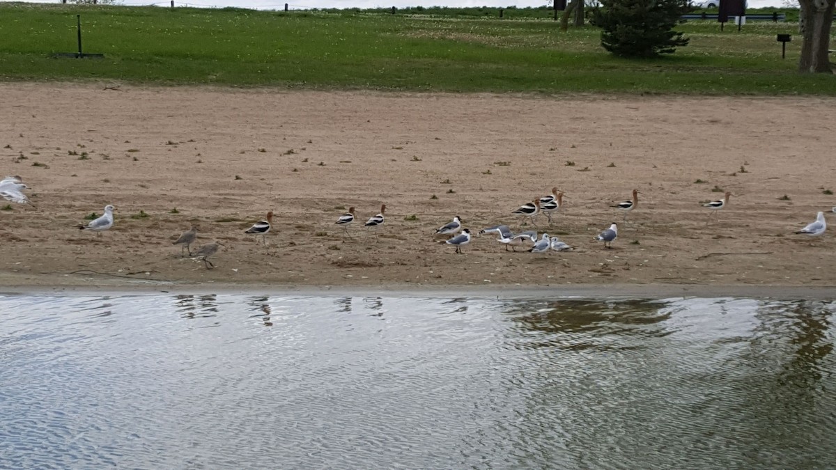 Avoceta Americana - ML56635491