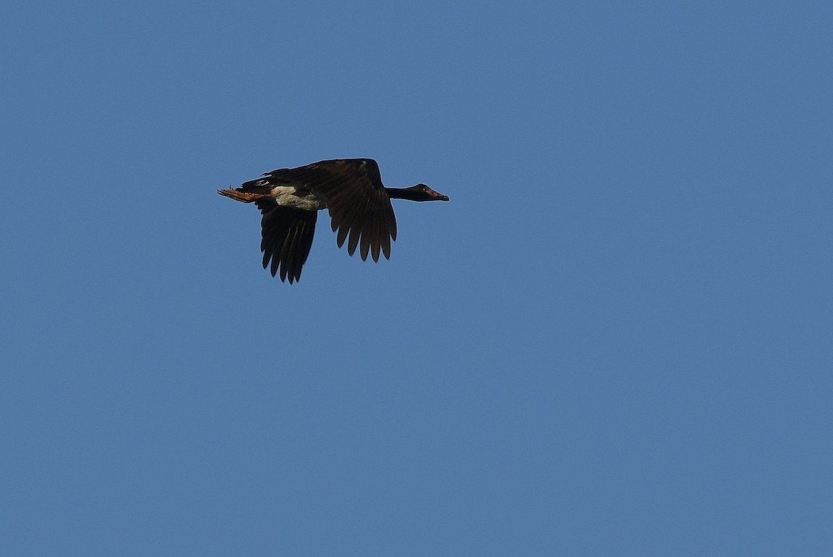 Magpie Goose - Terence Alexander