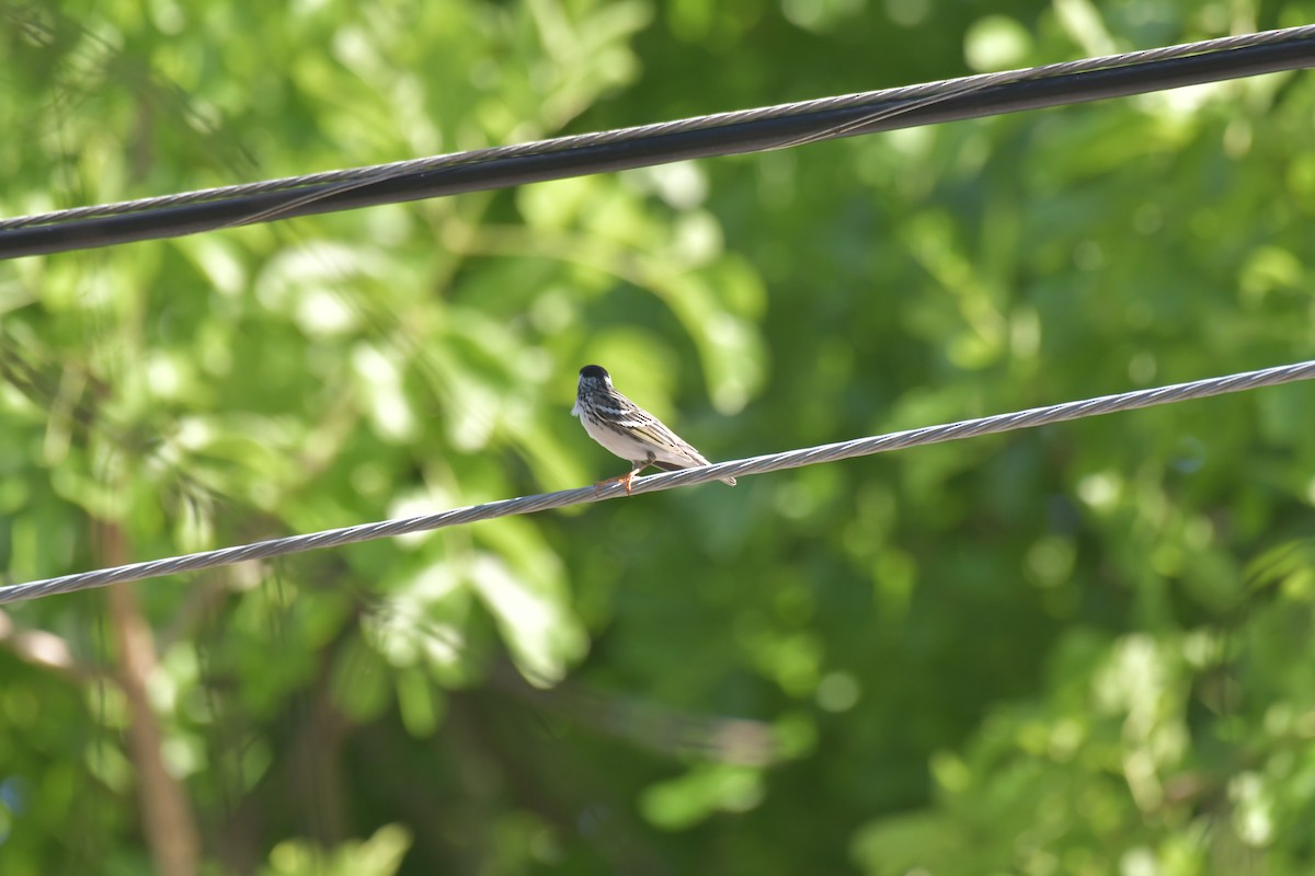 Blackpoll Warbler - ML566355441