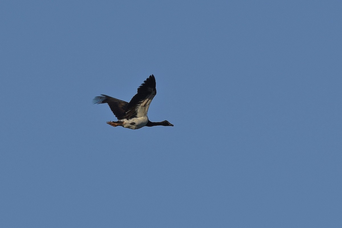 Magpie Goose - Terence Alexander